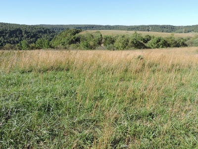 Large Farm 525 Acre Timber Pasture For Sale Harrison - image 19