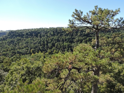Large Farm 525 Acre Timber Pasture For Sale Harrison - image 32