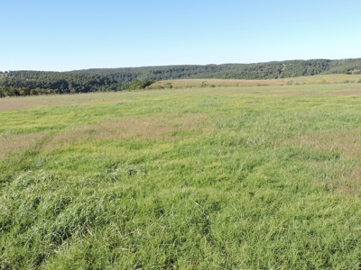 Large Farm 525 Acre Timber Pasture For Sale Harrison - image 15