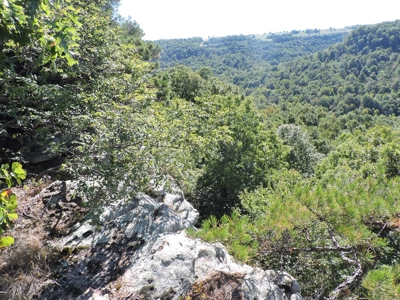 Large Farm 525 Acre Timber Pasture For Sale Harrison - image 31
