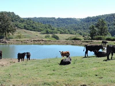 Large Farm 525 Acre Timber Pasture For Sale Harrison - image 36