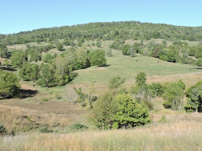 Large Farm 525 Acre Timber Pasture For Sale Harrison - image 11