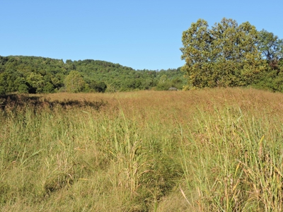 Large Farm 525 Acre Timber Pasture For Sale Harrison - image 8