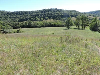 Large Farm 525 Acre Timber Pasture For Sale Harrison - image 35