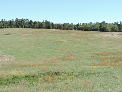 Large Farm 525 Acre Timber Pasture For Sale Harrison - image 29