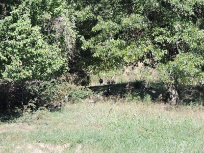Large Farm 525 Acre Timber Pasture For Sale Harrison - image 33