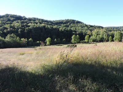 Large Farm 525 Acre Timber Pasture For Sale Harrison - image 5