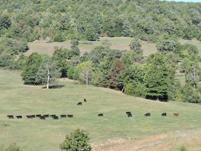 Large Farm 525 Acre Timber Pasture For Sale Harrison - image 12