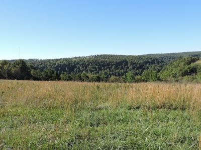 Large Farm 525 Acre Timber Pasture For Sale Harrison - image 18