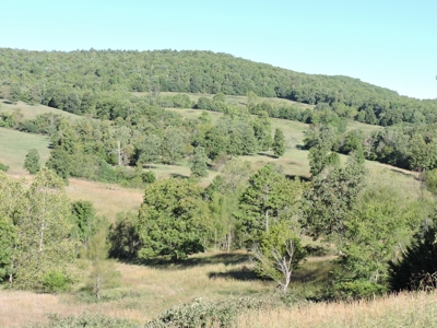 Large Farm 525 Acre Timber Pasture For Sale Harrison - image 10