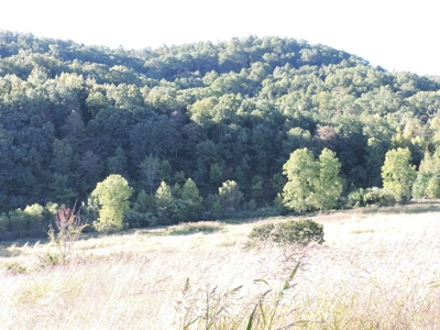 Large Farm 525 Acre Timber Pasture For Sale Harrison - image 6