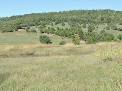 Large Farm 525 Acre Timber Pasture For Sale Harrison - image 1