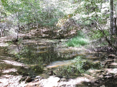 Large Farm 525 Acre Timber Pasture For Sale Harrison - image 34