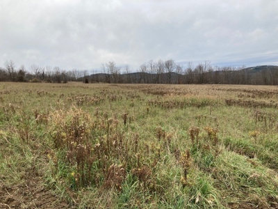 Real Estate Auction 42 +/- Acres - image 6
