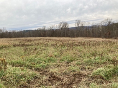 Real Estate Auction 42 +/- Acres - image 5