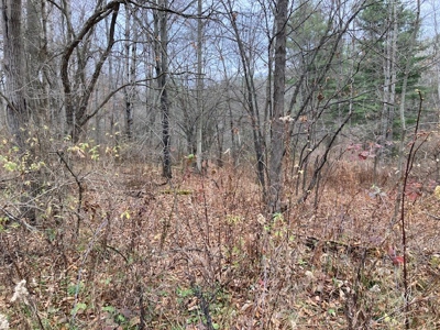 Real Estate Auction 42 +/- Acres - image 8