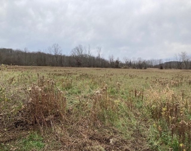 Real Estate Auction 42 +/- Acres - image 7