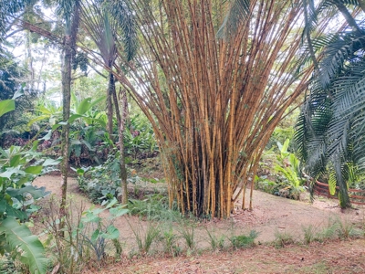 Tropical Island Villa with Lush Garden, Isla Colon - image 19