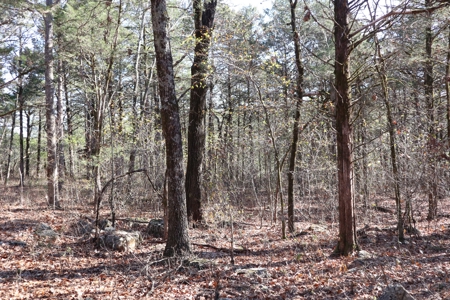 Off Grid Prepper Property For Sale Near Ash Flat Arkansas - image 7