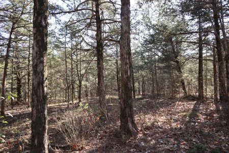 Off Grid Prepper Property For Sale Near Ash Flat Arkansas - image 23