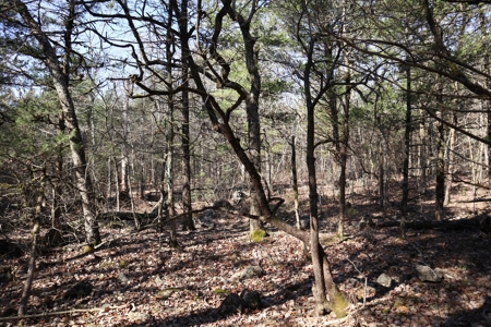 Off Grid Prepper Property For Sale Near Ash Flat Arkansas - image 28