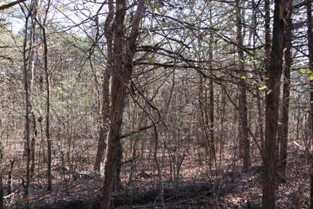 Off Grid Prepper Property For Sale Near Ash Flat Arkansas - image 5