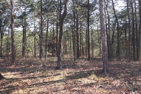 Off Grid Prepper Property For Sale Near Ash Flat Arkansas - image 8