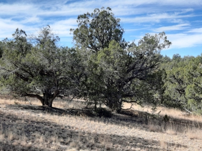 Very Secluded - image 6
