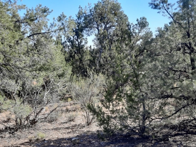 Very Secluded - image 3