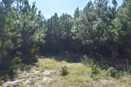 Land For Sale in Camden, SC - image 4