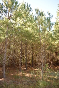 Land For Sale in Camden, SC - image 5