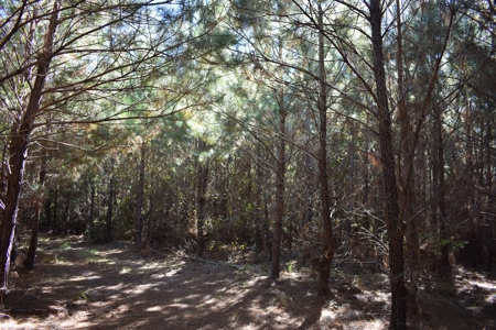 Land For Sale in Camden, SC - image 7