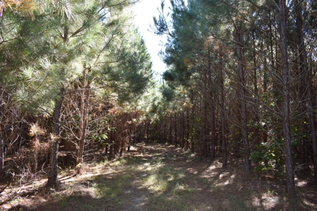 Land For Sale in Camden, SC - image 6