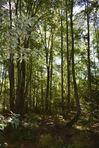 Land For Sale in Camden, SC - image 11