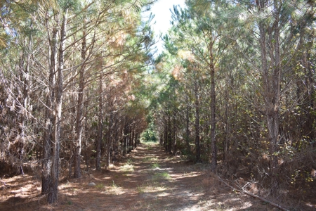 Land For Sale in Camden, SC - image 1