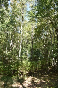 Land For Sale in Camden, SC - image 15