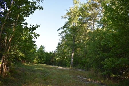 Land For Sale in Camden, SC - image 16