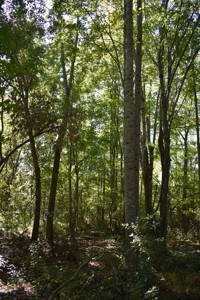 Land For Sale in Camden, SC - image 12