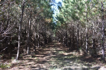 Land For Sale in Camden, SC - image 9
