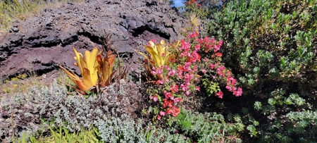 Serene 2 Bedroom 2 Bath Gem on 2 acres on Big Island Hawaii - image 9