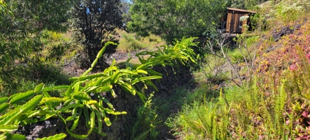 Serene 2 Bedroom 2 Bath Gem on 2 acres on Big Island Hawaii - image 4