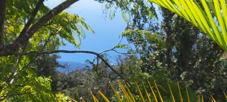 Serene 2 Bedroom 2 Bath Gem on 2 acres on Big Island Hawaii - image 16