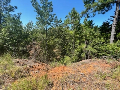 East Texas Vineyard Property For Sale Daingerfield Texas - image 11