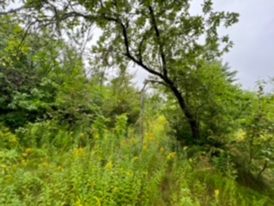 Recreational land for sale - image 2
