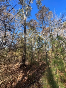 Jefferson County Hunting Land - image 5