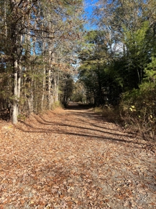 Jefferson County Hunting Land - image 2