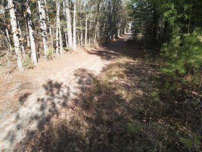 Jefferson County Hunting Land - image 11