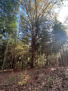 Jefferson County Hunting Land - image 8