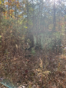 Jefferson County Hunting Land - image 7