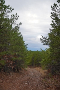 Oklahoma High Top Hunting Acreage For Sale Poteau Mountain - image 24